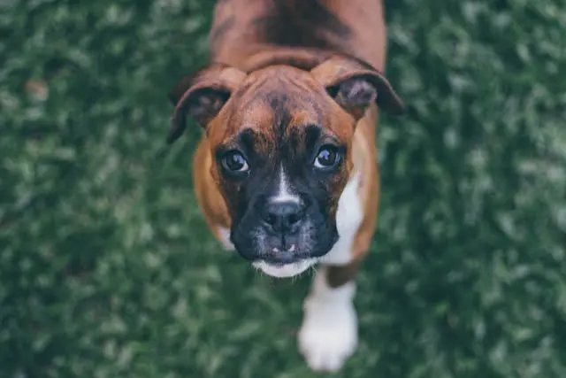 犬が舌を頻繁に出すようになったらアレルギー性口内炎を疑うべき?