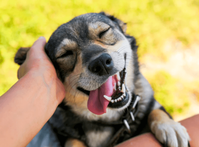 愛犬がしばらく見つめたあと突然吠えるようになった時の脳反応