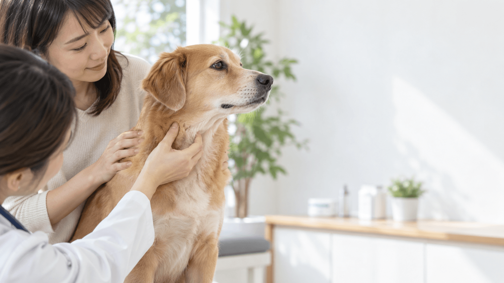 犬の首にしこりがあるときの原因は?リンパ節・唾液腺・腫瘤の見分け方