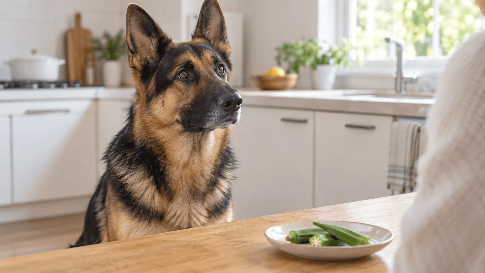 犬はオクラを食べても大丈夫?生・加熱・量と注意点