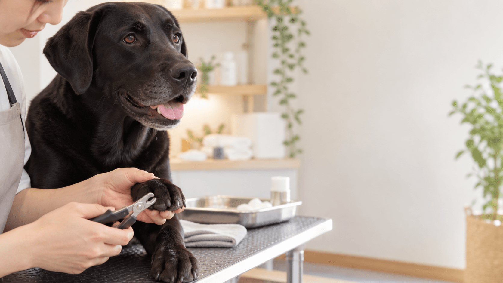 犬の爪切りはどこまで?白い爪と黒い爪の安全な切り方