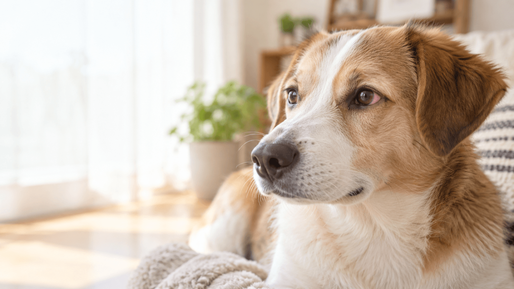 犬の目が赤いときに見ることと受診の目安