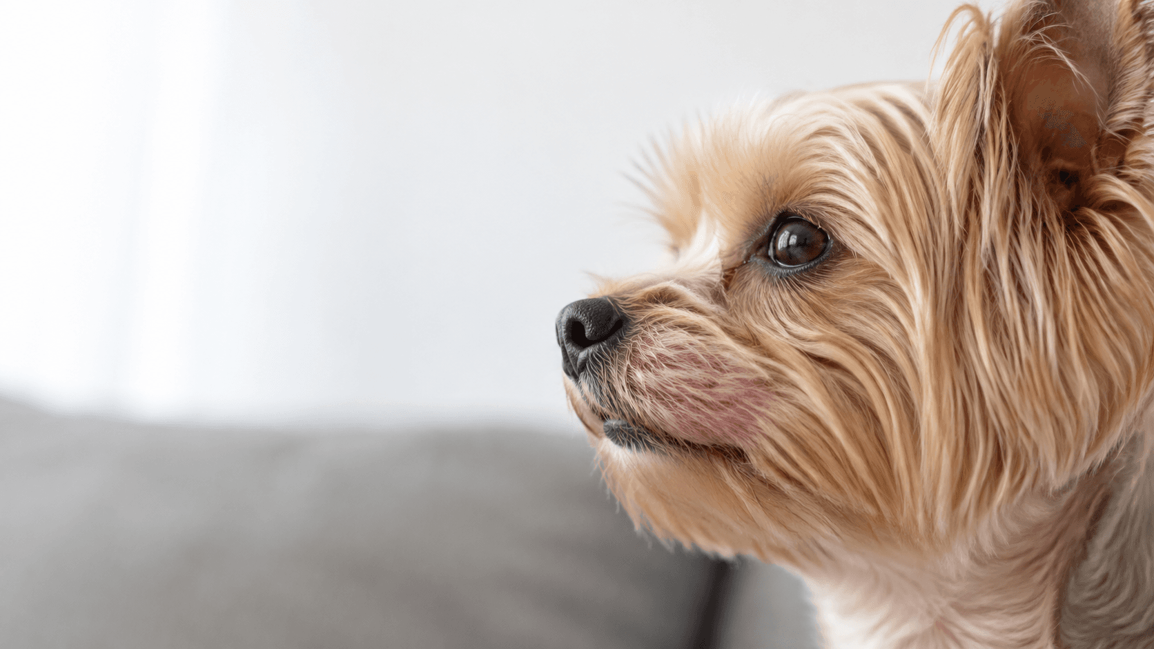 犬の口の周りが赤い原因と受診の目安