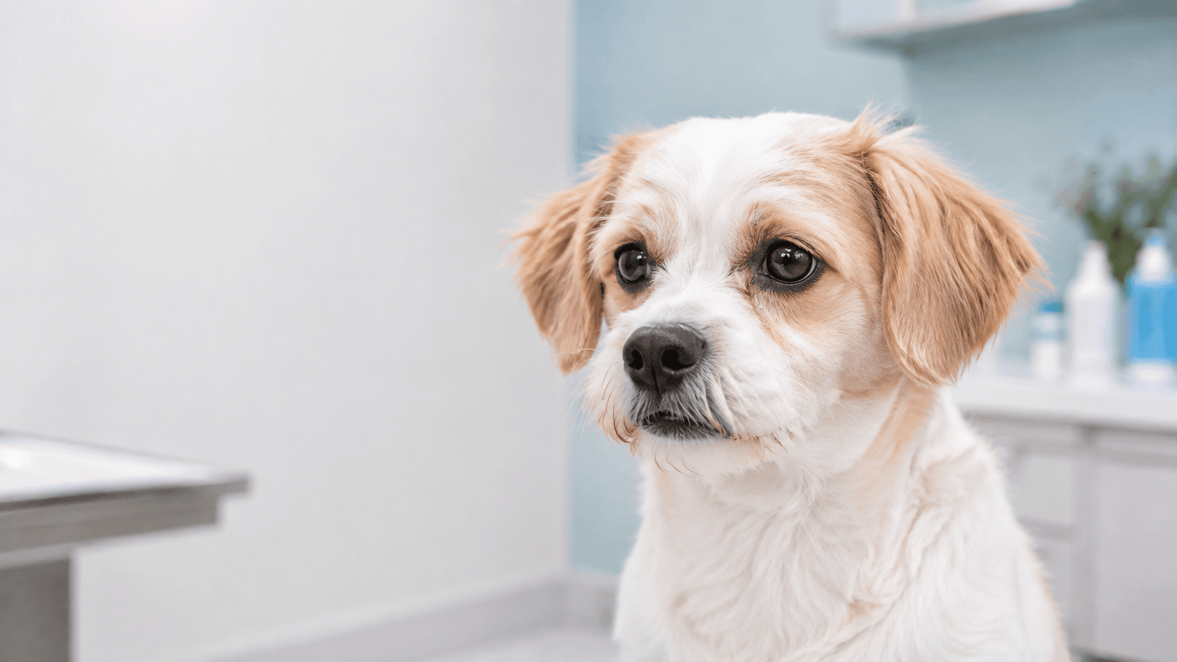 犬がため息をつくのはなぜ?多いときに見るストレスと体調の変化