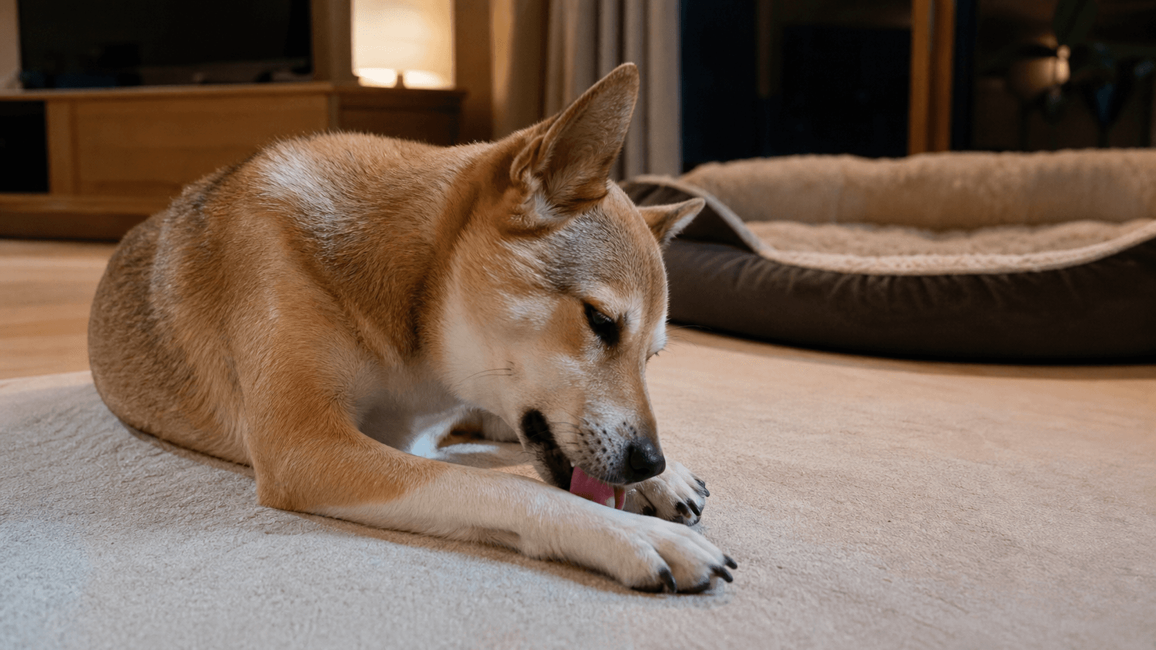 犬が寝る前に爪を噛む理由とかゆみ・不安の見分け方
