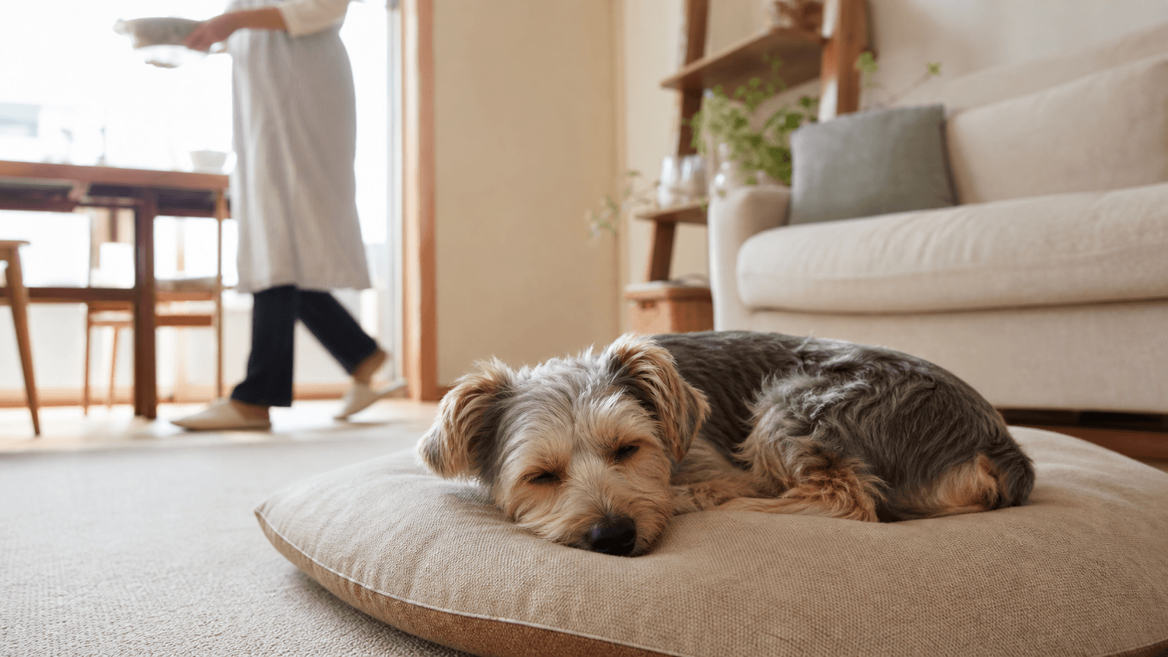 犬が人が動くたびに起きる理由と睡眠を守る環境づくり