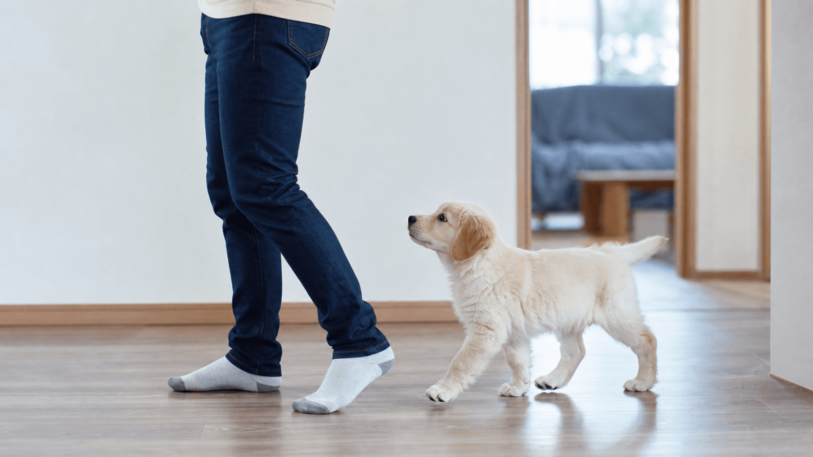子犬の後追いが強いときの安心練習と分離不安の防ぎ方