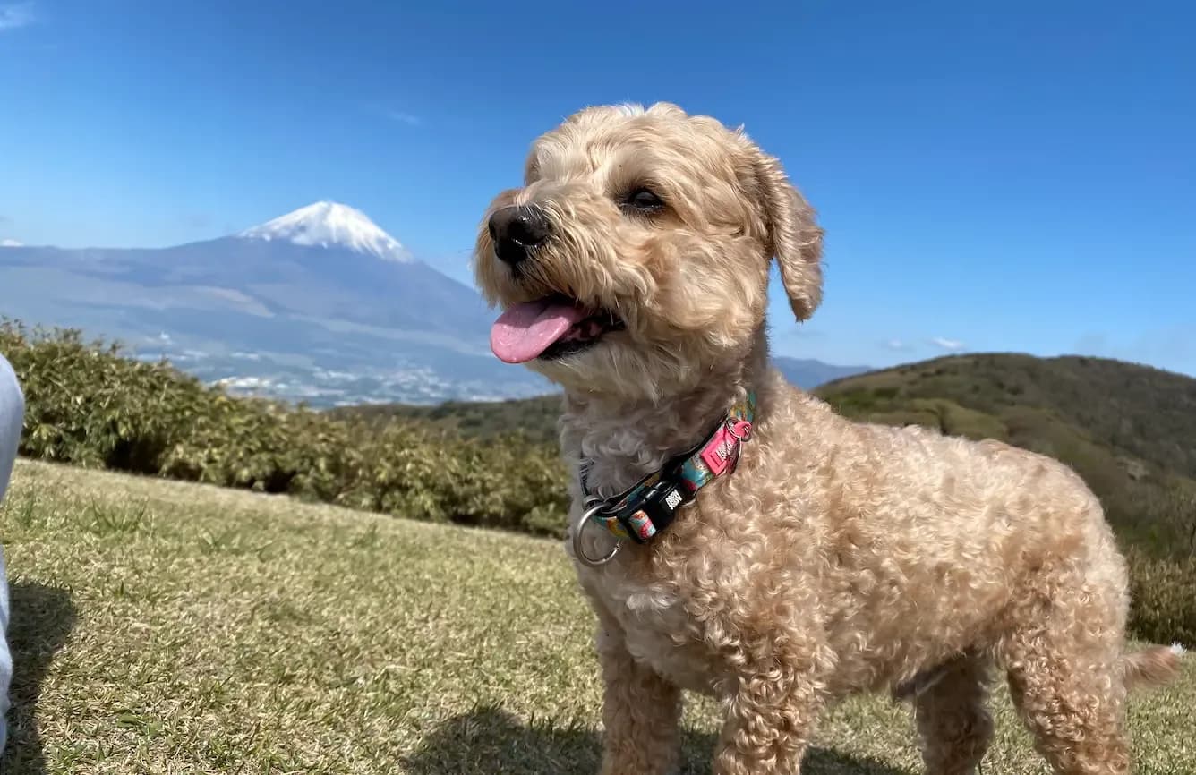 犬が寝ている時に近づくとうなるのは痛み?驚き?受診の見分け方