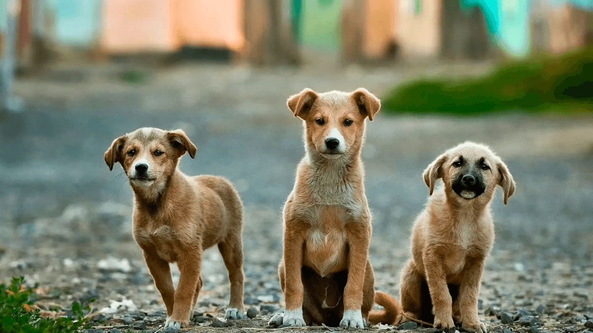 犬が風の音を怖がる時の夜の避難場所と慣らし方
