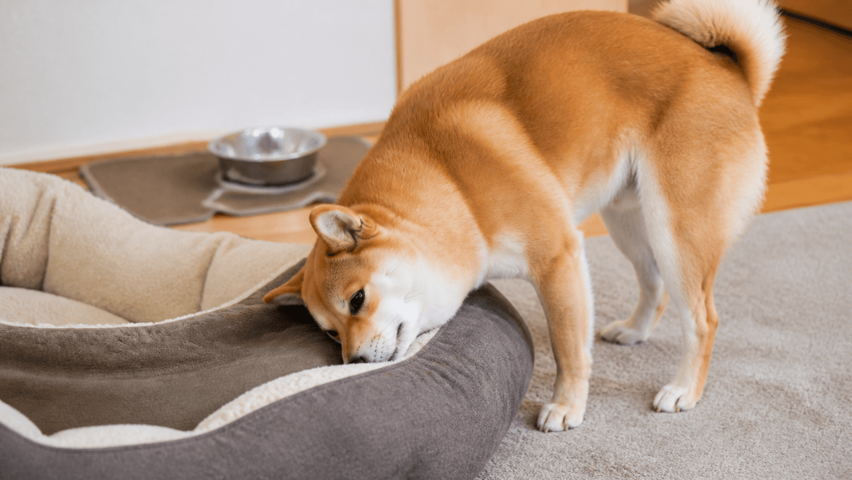 犬が食後にベッドへ頭をこすりつける理由と注意点
