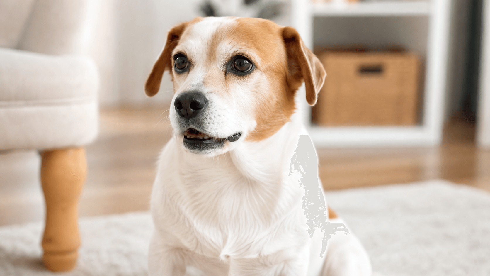 犬の下あごだけ震えるような時に疑うべき神経疾患