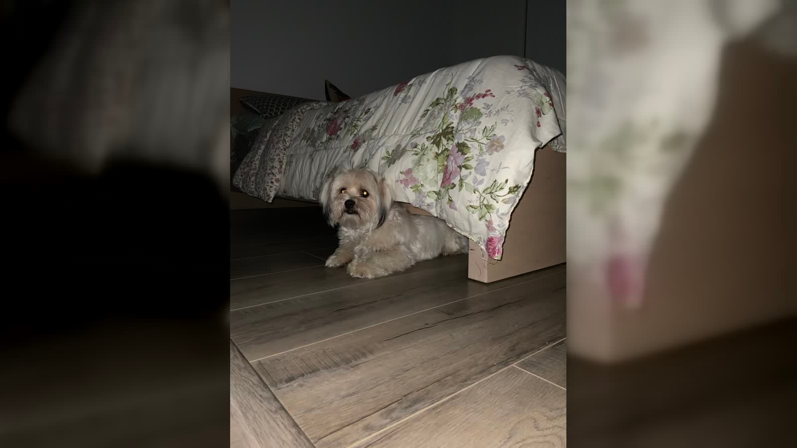 犬が近づくと逃げる理由と距離の縮め方