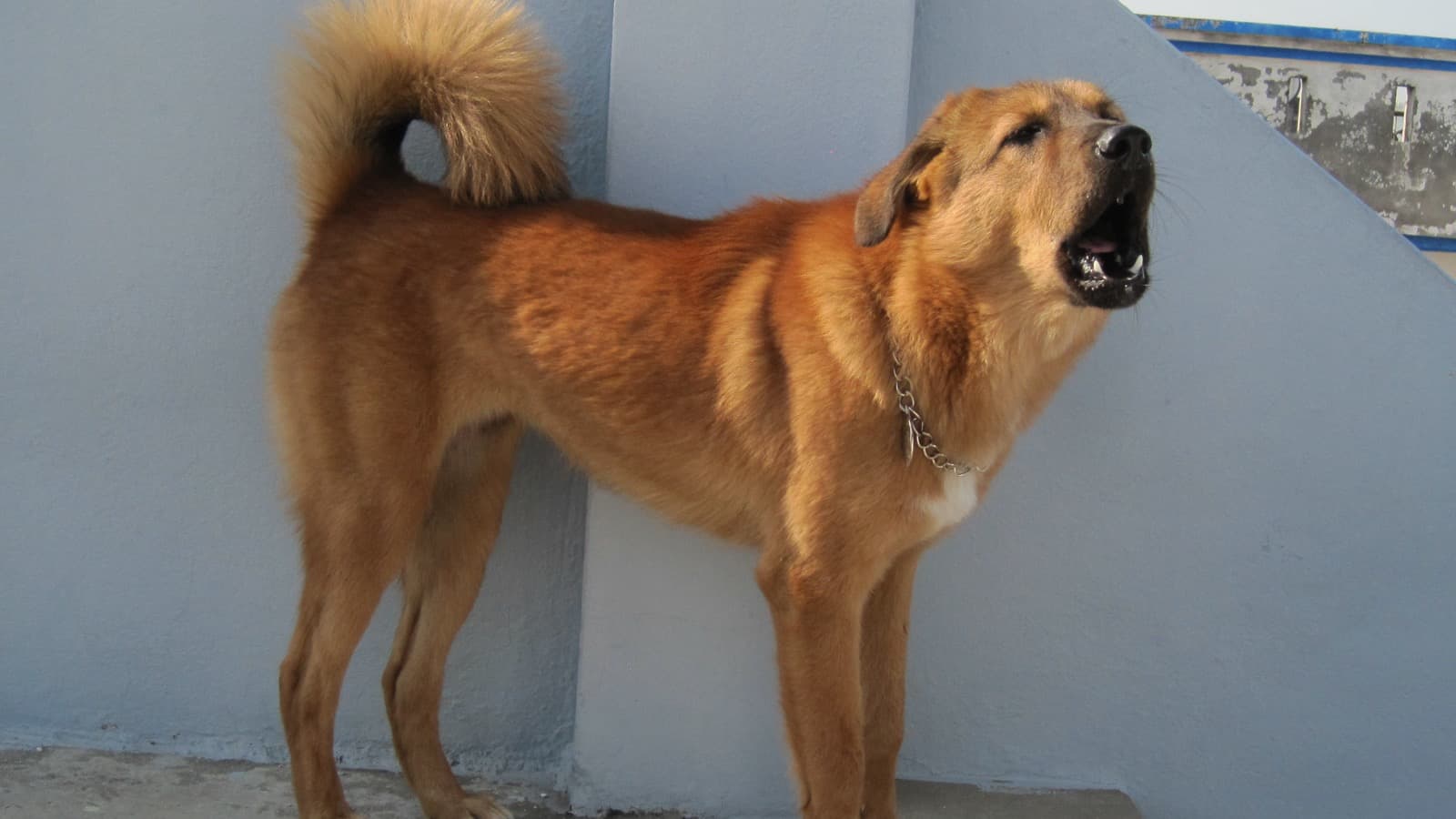 犬が誰もいないのに吠える理由と確認したい変化