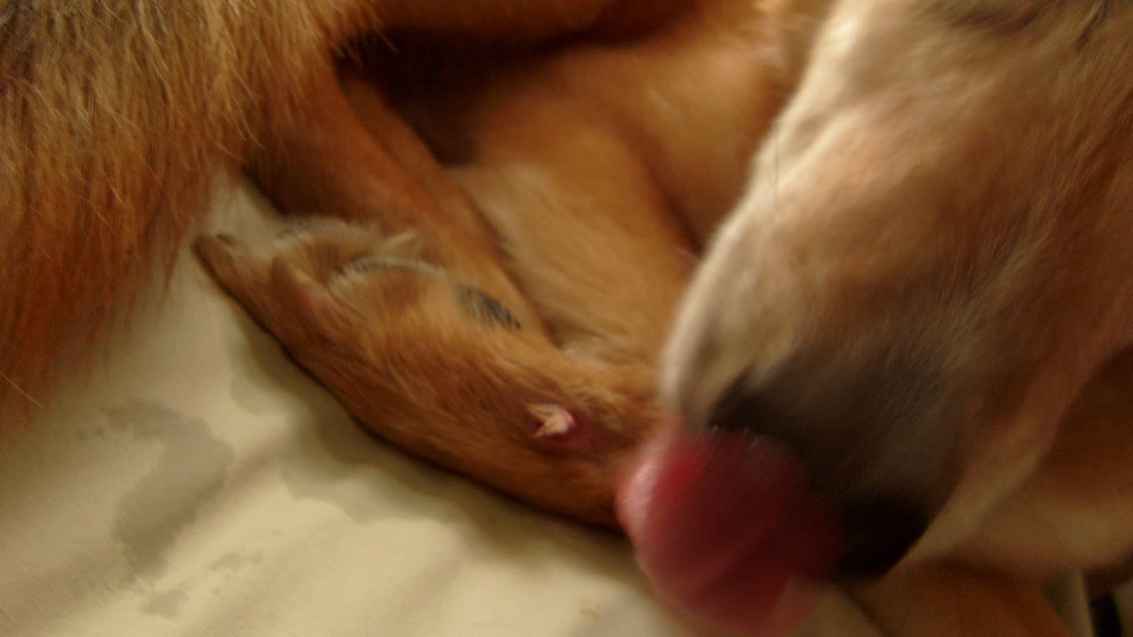 犬が寝る前に爪を噛む・足先をなめる時の見分け方