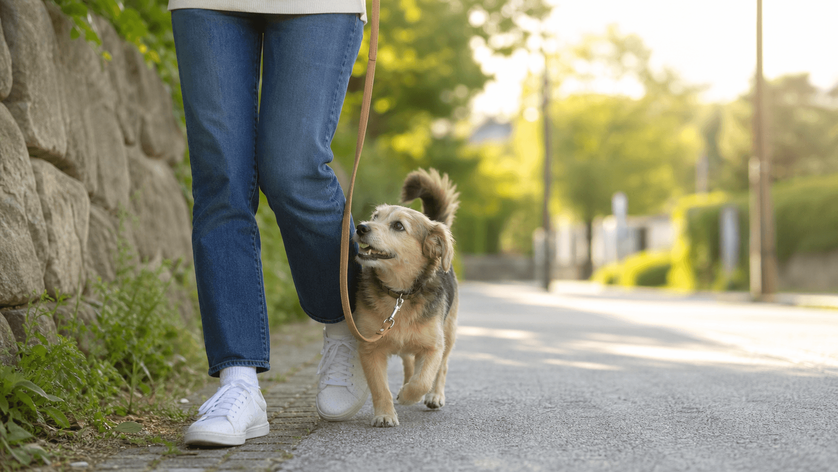 犬が足にまとわりつくときの不安・興奮・転倒リスクの見分け方