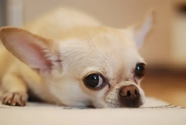 犬の片耳だけ下がる・垂れるときに疑う原因と受診の目安