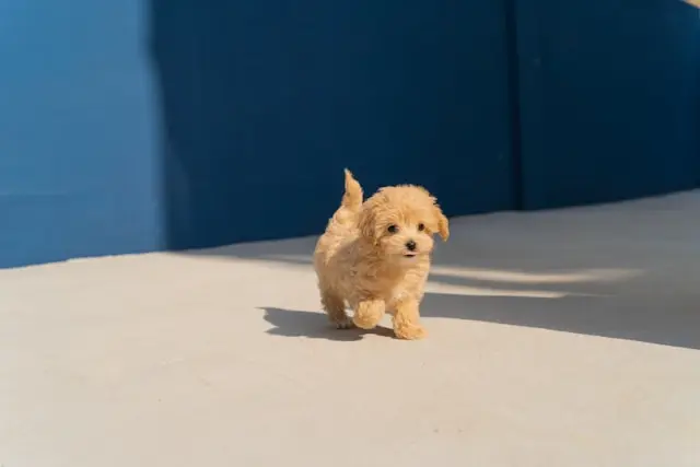 犬がうんち前に走り回るのはなぜ?排便サインと注意点