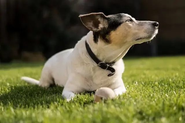 犬が頭を振るのはてんかん?耳トラブルとの違いと緊急受診の目安