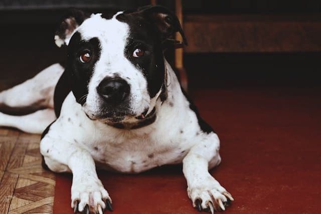 犬が立ったまま寝るように見える時に疑うこと